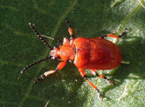 Réf. 306 503 : Lilioceris merdigera